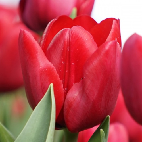 Tulip Bulbs - Ile De France